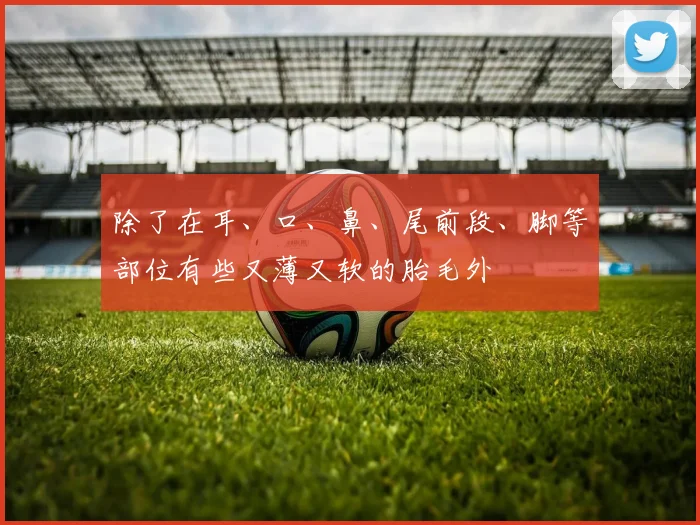 除了在耳、口、鼻、尾前段、脚等部位有些又薄又软的胎毛外